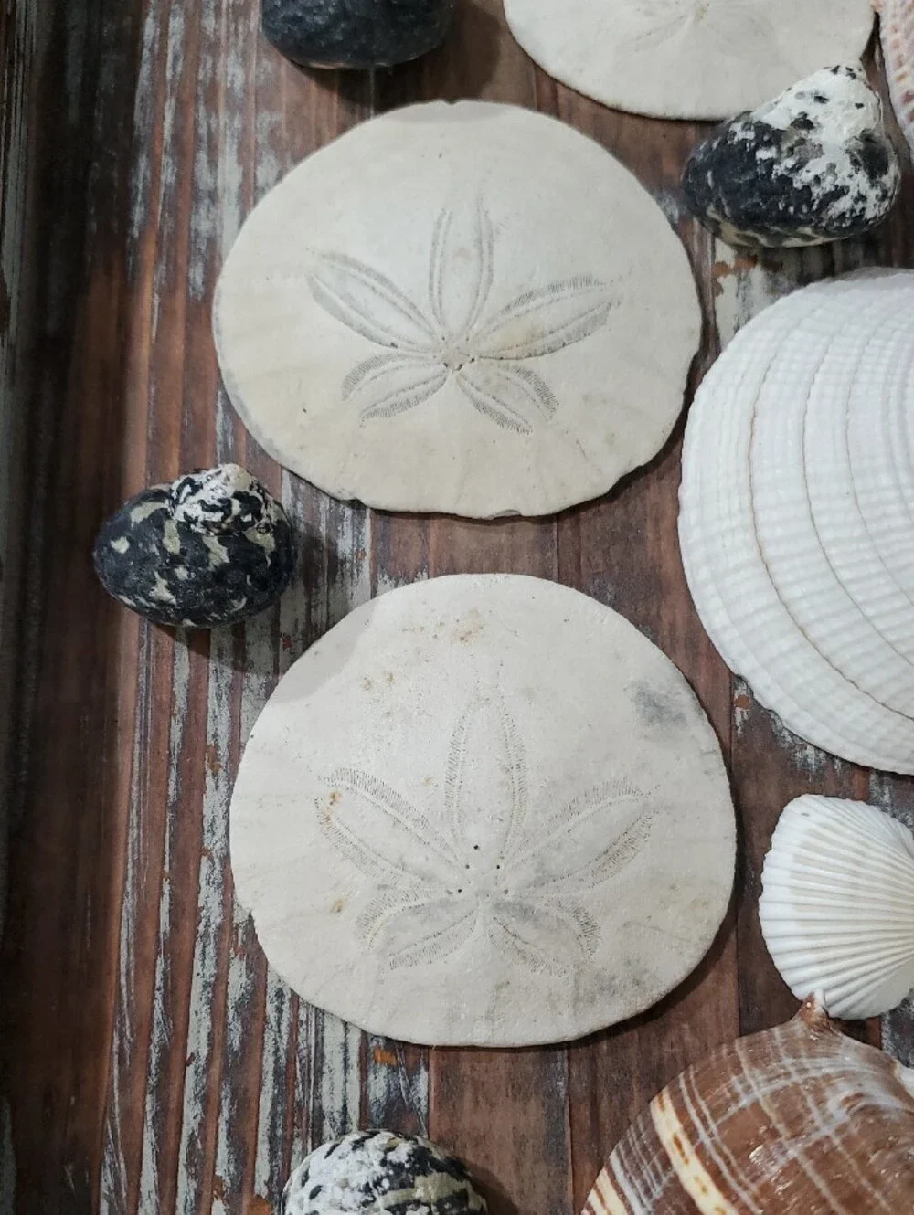 Natural Seashells Beach Coastal Decor Crafts Nautical